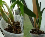 sklenik-laelia-sup-laelia-t.jpg