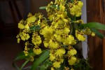 Oncidium 2016.jpg