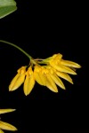 IMG_0384   Bulb. macroleum    -yellow.jpg