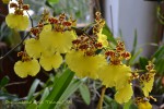 136 Oncidium.jpg