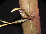 Dendrobium lamylae_04122016.jpg