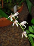 Masdevallia pachyura.jpg