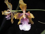 Odontoglossum wyatianum.jpg