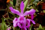Bletill._striata.jpg