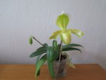 hybrid paph. helenae.jpg