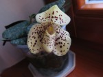 paph. wellesleyanum.jpg