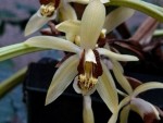 Coelogyne_massangeana.jpg