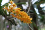 Ascocentrum auratiacum.jpg