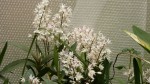 Dendrobium_kingianum_var._alba.jpg