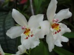 Milt phalaenopsis.v01.jpg
