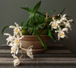 Coelogyne cristata.JPG