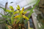 Maxillaria porphyrostele.jpg