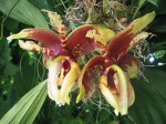 Stanhopea tigrina r.jpg