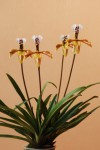 6792_Paphiopedilum gratrixianum.jpg