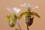 6654_Paphiopedilum spicerianum.jpg