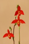 6411_Phragmipedium besseae.jpg