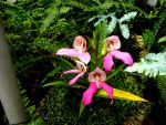 orchideje 23656.jpg