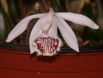 Pln.-humilis_10.jpg