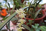 Dendrochilum cobianum.jpg