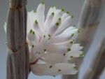 Dendrobium purpureum 1.JPG