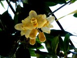 orchideje 23698.jpg