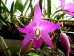 orchideje 23682.jpg
