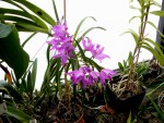 orchideje 23704.jpg