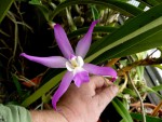 orchideje 23705.jpg
