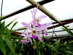 orchideje 23706.jpg