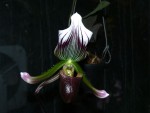 orchideje 23715.jpg