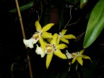 orchideje 23711.jpg