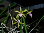 orchideje 23710.jpg
