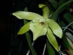 orchideje 23720.jpg