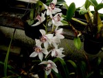 orchideje 23718.jpg