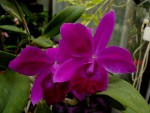 orchideje 23717.jpg