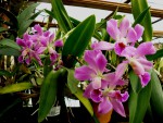 orchideje 23716.jpg