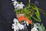 Coelogyne cristata.jpg