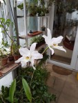 20170204_090036.jpg  anceps  (oaxacana).jpg