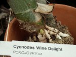 Cycnodes Wine Delight.jpg