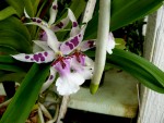 orchideje 23730.jpg