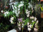 orchideje_2.jpg