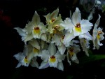 Odontoglossum crispum.jpg