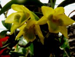 Dendrobium trigonopus.jpg