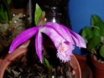 pleione formosana 20.JPG