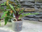 Paphiopedilum volonteanum.jpg
