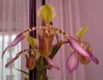 orchideje HK 601.jpg