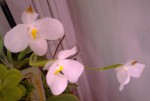 orchideje HK 4602.jpg