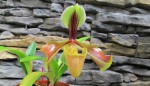 Paph.villosum.jpg