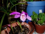 pleione formosana 19.JPG