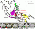 amabilis complex.gif